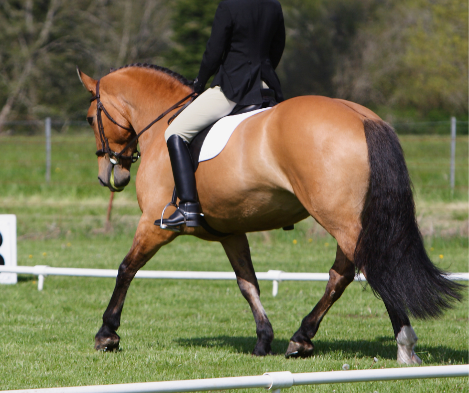 everything-you-need-to-know-about-buckskin-horses